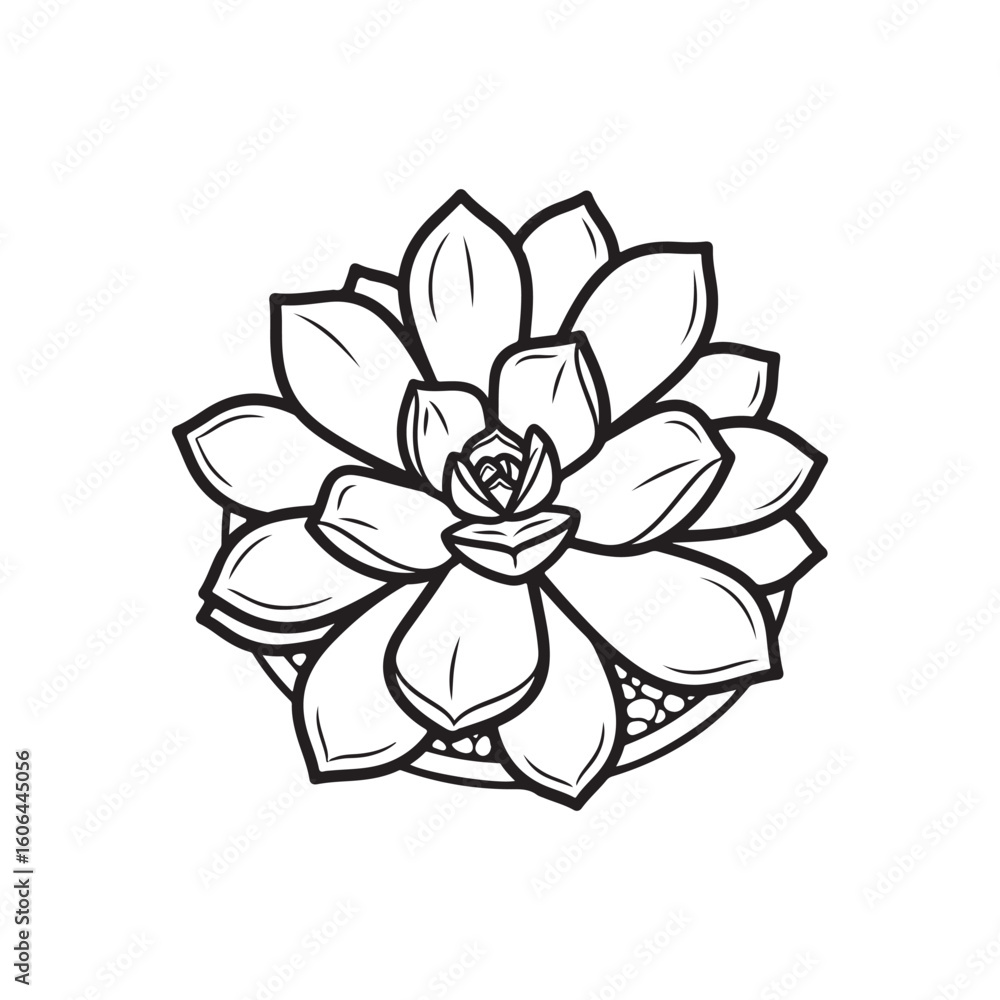 a black and white line drawing of a succulent or flowering plant with intricate, overlapping petals or leaves. The overall shape resembles a rosette or spiral pattern, creating a visually striking a black and white line drawing of a succulent or flowering plant with intricate, overlapping petals or leaves. The overall shape resembles a rosette or spiral pattern, creating a visually striking