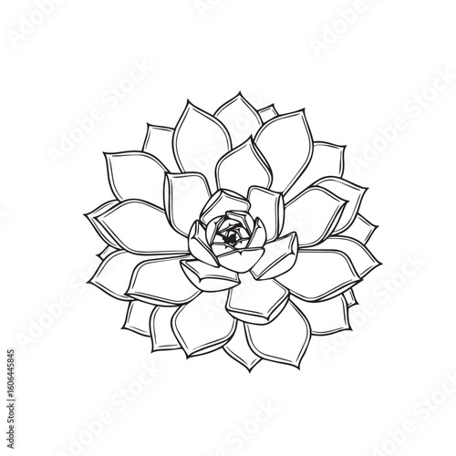 black and white line drawing of a succulent or flowering plant with intricate, overlapping petals or leaves. The overall shape resembles a rosette or spiral pattern, creating a visually striking and g