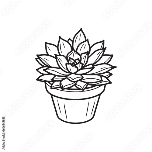 black and white line drawing of a succulent or flowering plant with intricate, overlapping petals or leaves. The overall shape resembles a rosette or spiral pattern, creating a visually striking and g