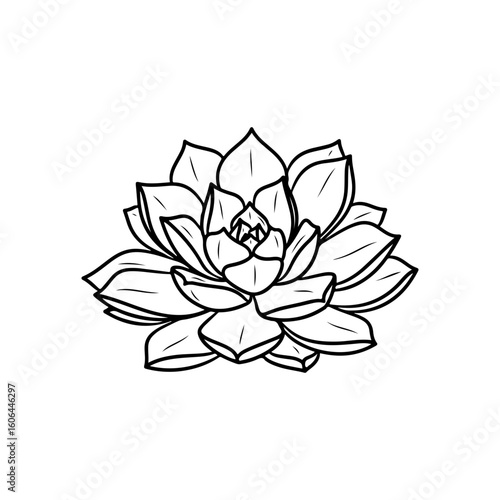 black and white line drawing of a succulent or flowering plant with intricate, overlapping petals or leaves. The overall shape resembles a rosette or spiral pattern, creating a visually striking and g