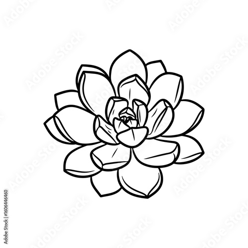 black and white line drawing of a succulent or flowering plant with intricate, overlapping petals or leaves. The overall shape resembles a rosette or spiral pattern, creating a visually striking and g