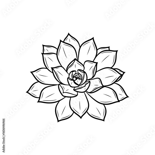 black and white line drawing of a succulent or flowering plant with intricate, overlapping petals or leaves. The overall shape resembles a rosette or spiral pattern, creating a visually striking and g