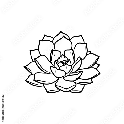 black and white line drawing of a succulent or flowering plant with intricate, overlapping petals or leaves. The overall shape resembles a rosette or spiral pattern, creating a visually striking and g