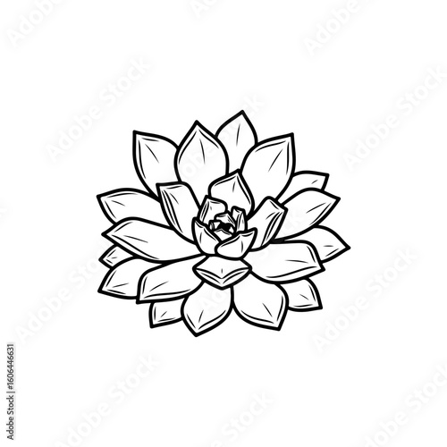 black and white line drawing of a succulent or flowering plant with intricate, overlapping petals or leaves. The overall shape resembles a rosette or spiral pattern, creating a visually striking and g