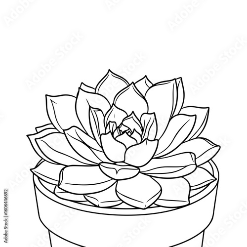 black and white line drawing of a succulent or flowering plant with intricate, overlapping petals or leaves. The overall shape resembles a rosette or spiral pattern, creating a visually striking and g