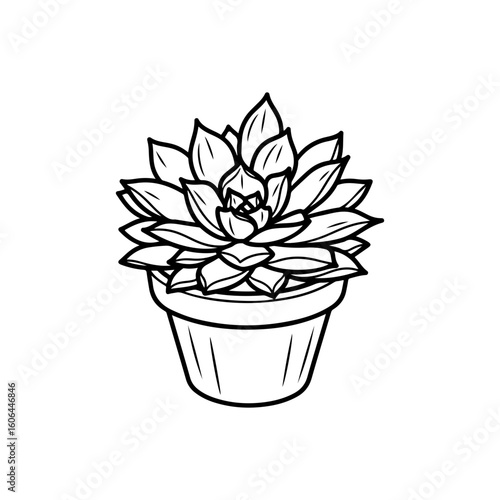black and white line drawing of a succulent or flowering plant with intricate, overlapping petals or leaves. The overall shape resembles a rosette or spiral pattern, creating a visually striking and g