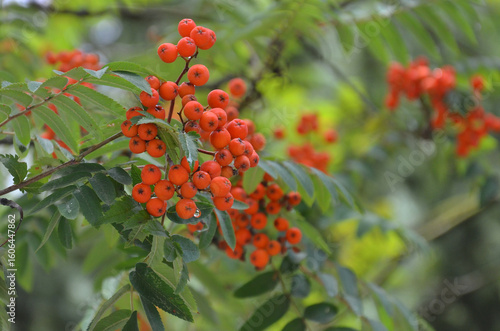 Orange-red rowan berries ripen on a tree branch  against natural green leaves  background.Growing, landscaping comcept. Free copy space.
