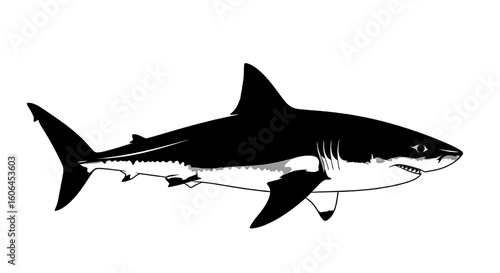 A black silhouette of a great white shark swimming, viewed from the side.
