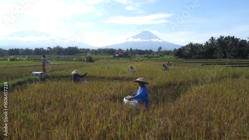 Wallpaper Mural Farmers harvesting rice in a lush paddy field with a stunning volcano in the background. A beautiful rural landscape showcasing traditional agriculture in Asia. Torontodigital.ca