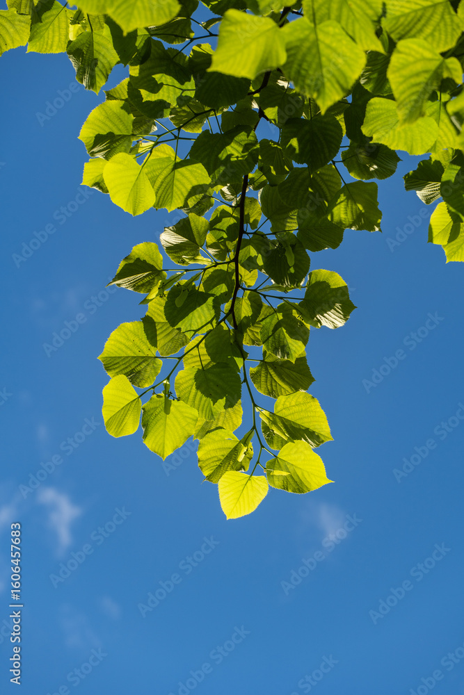 Obraz premium Bright green Leaves of Tilia caucasica linden tree on blue sky background. Natural concept of spring, beginning of new life. Selective focus. Nature concept for design