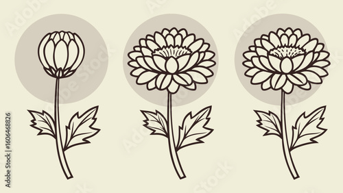 Five Stage Chrysanthemum Flower Bloom Line Art Icons