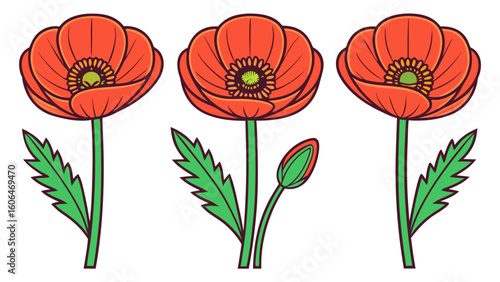 Three Orange Wild Poppies Vector Illustration Open Closed Bud Green Leaves