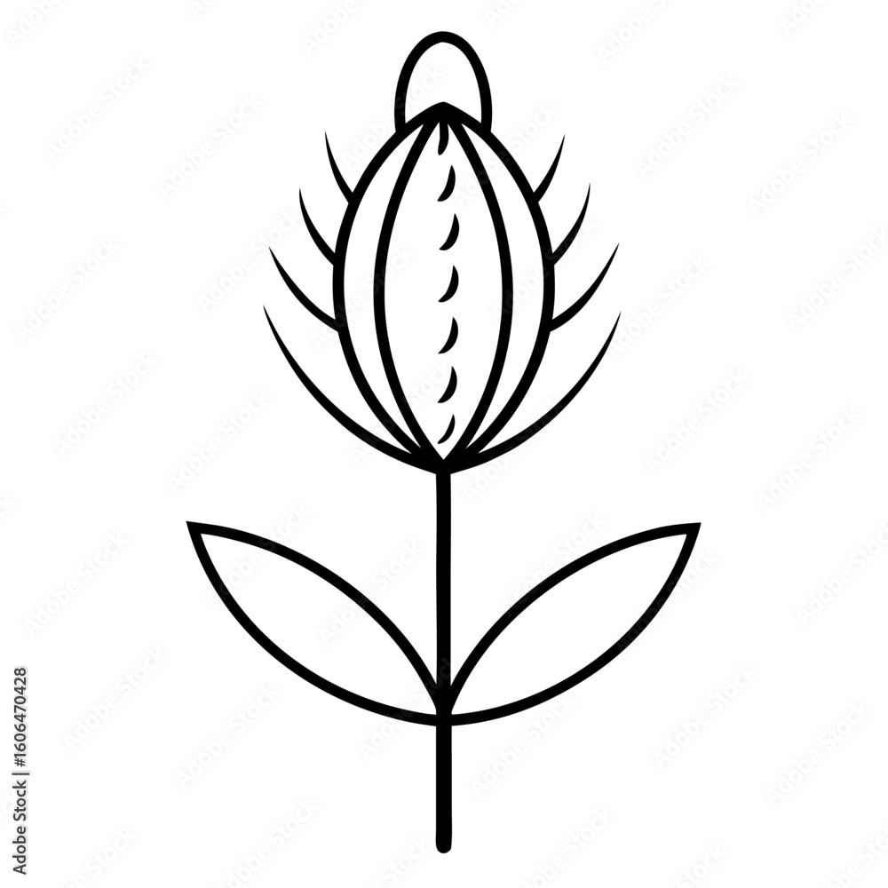 Obraz premium teasel line art on white-background