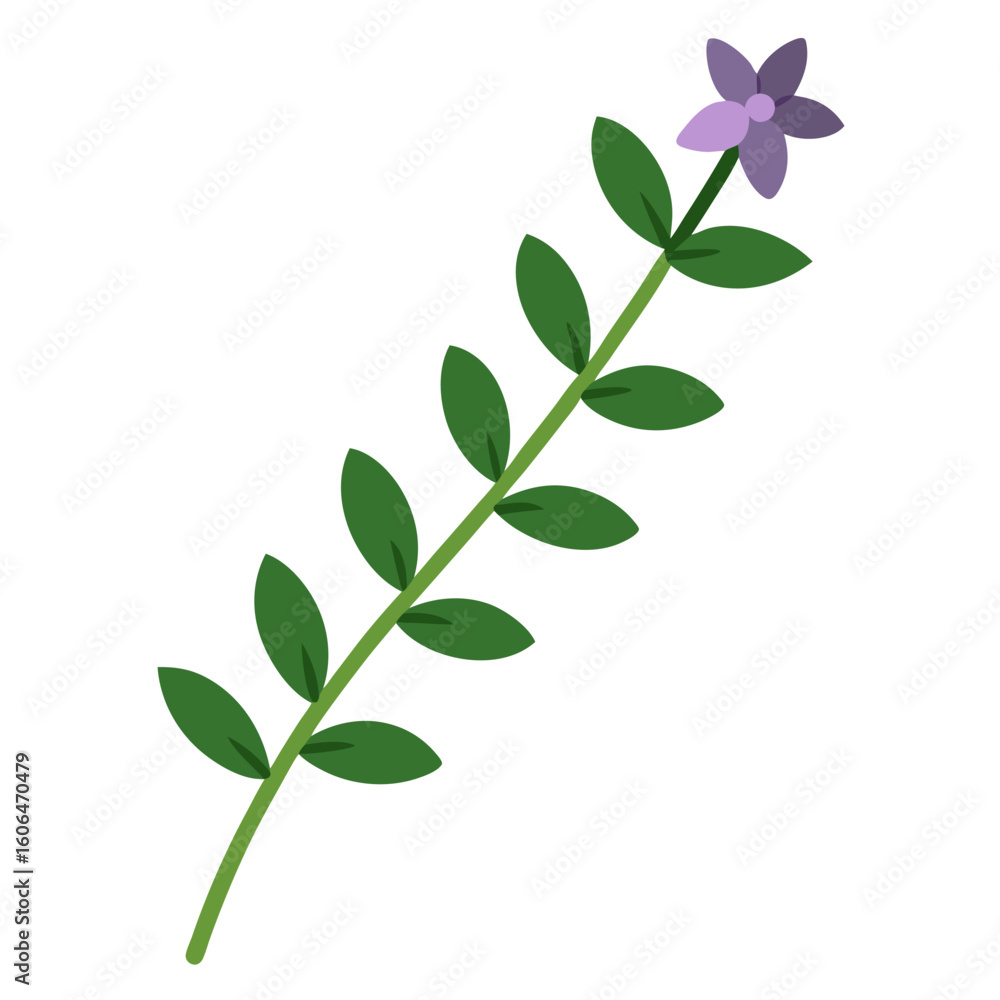 Fototapeta premium thyme flower on white-background