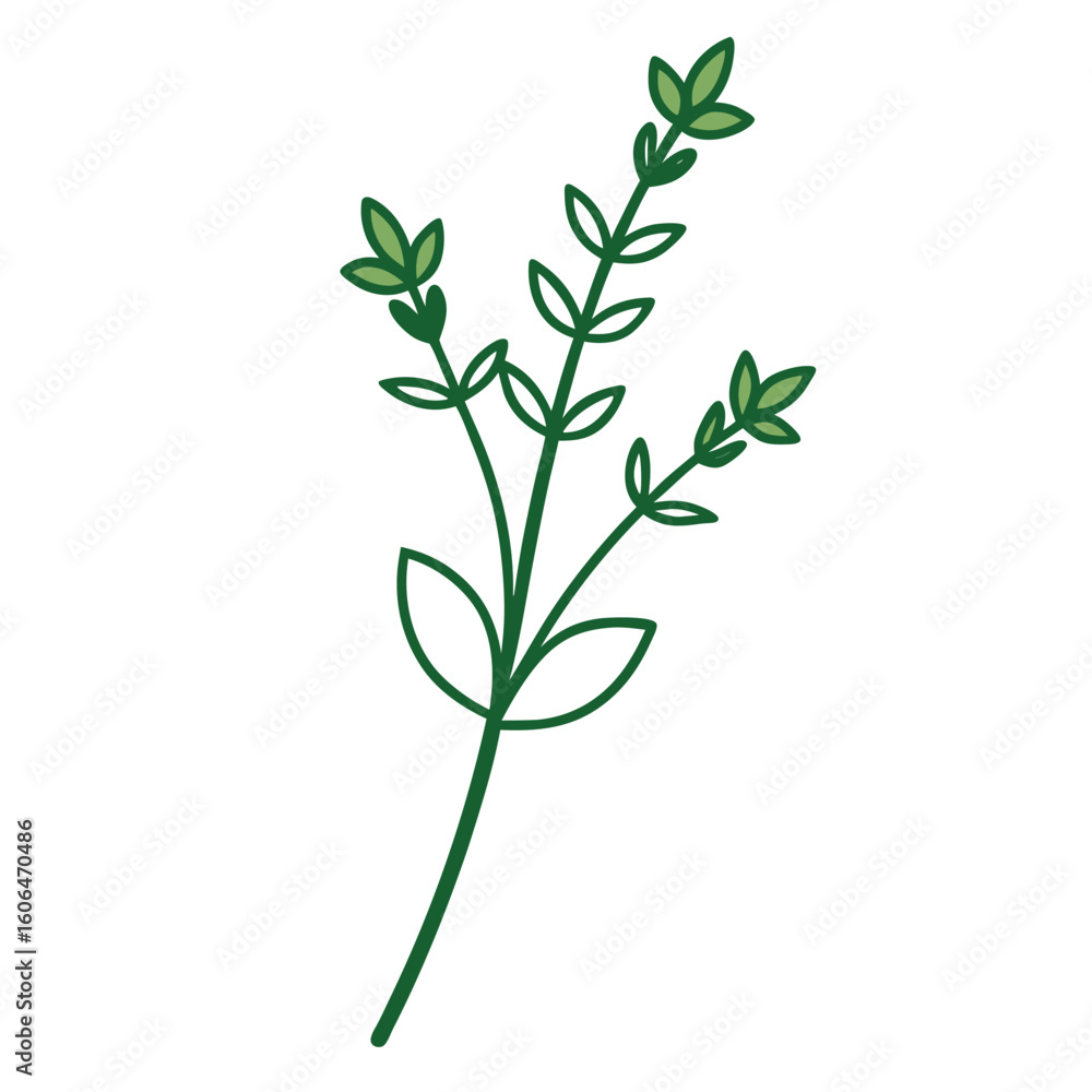 Obraz premium thyme-line art -on-white-background