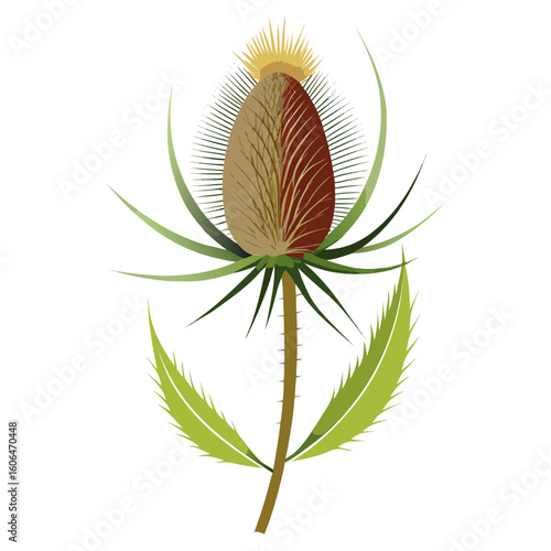 teasel vector on-white-background