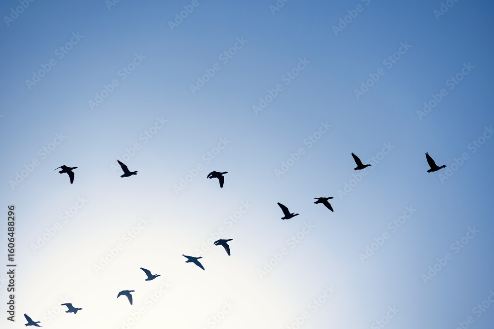 Fototapeta premium Flock of migratory geese flying in v formation on a blue sunny sky
