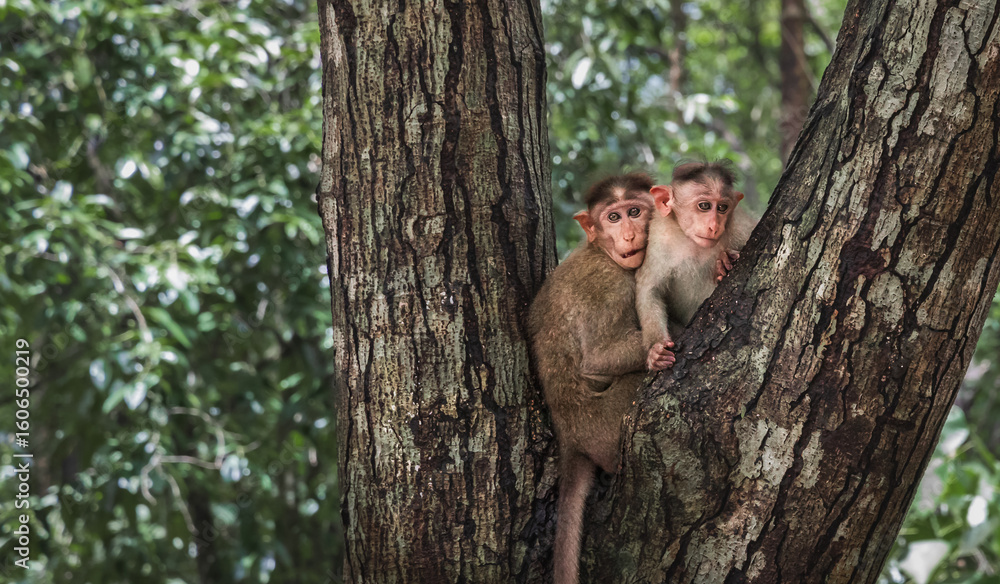 Fototapeta premium Wild Rhesus macaques Macaca mulatta portrait in National Park in India