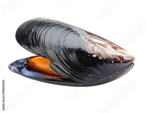 Two dark mussel shells, closed and ready for preparation, isolated on a clean white background.