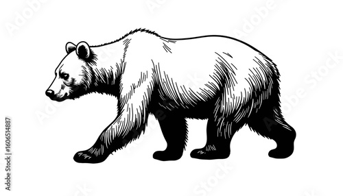 Black and white sketch of a bear walking in a natural pose  