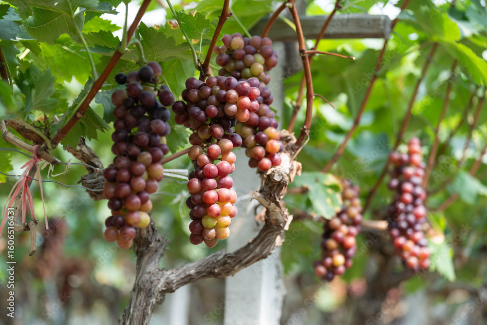 Fototapeta premium close up vine in vineyard