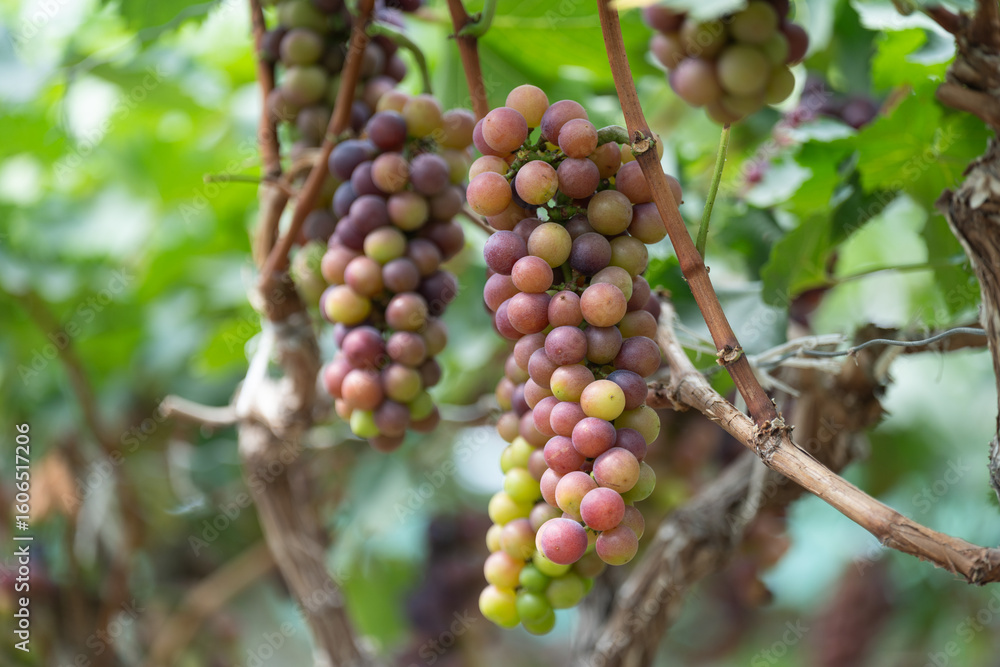 close up vine in vineyard close up vine in vineyard