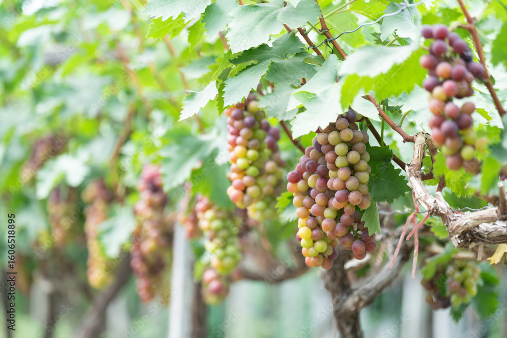 Fototapeta premium close up vine in vineyard