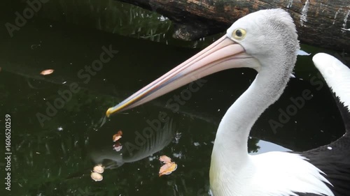 Close-up of an Australian pelican with long pink bill and bright yellow eyes, resting calmly near water. Ideal for wildlife, bird watching, and nature conservation themes.