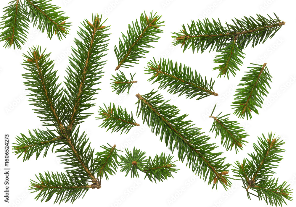 Naklejka premium Multiple fresh, vibrant green spruce tree branches with sharp needles and brown stems, artfully scattered on a transparent background with copy space, top-down view, product photography, high