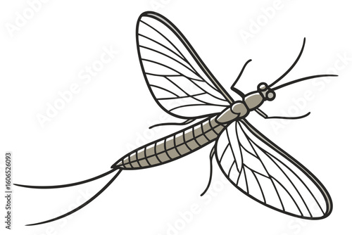 Stylized Mayfly Illustration Insect Drawing with Detailed Wing Veins and Long Cerci