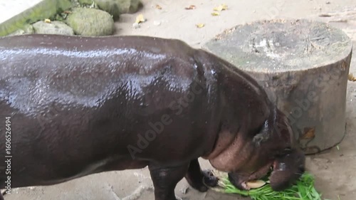 A pygmy hippopotamus feeding on grass in a zoo enclosure. This rare and endangered animal is shown in a natural moment. Ideal for wildlife, conservation, and educational content.