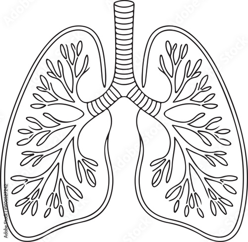 human lungs anatomy Black and white vector illustration 
