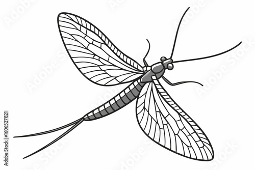 Detailed Line Art Depiction of a Mayfly Insect with Prominent Wings and Antennae, Emphasizing Anatomical Features and Wing Venation