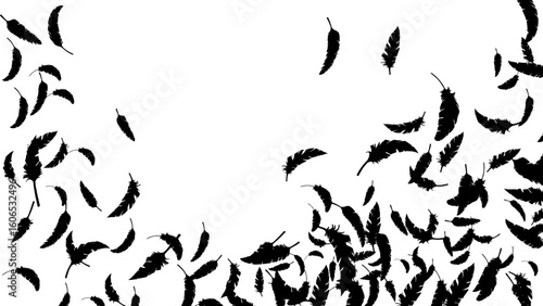 黒い鳥の羽がふわふわと舞う（16:9）2 Feather Series:Many black bird feathers fluttering