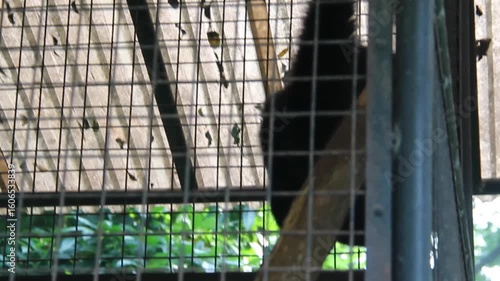 A silhouette of a primate behind metal bars inside a zoo enclosure. Captures the theme of captivity, animal welfare, and wildlife in confinement. Suitable for editorial use.