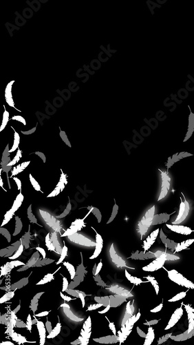 白い鳥の羽がふわふわと舞う（16:9）縦2 Feather Series:Many white bird feathers fluttering

