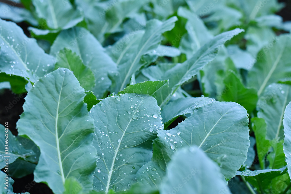 Green Chinese kale in vegetable garden, Thailand. Close up of organic green vegetable growing on the black soil Green Chinese kale in vegetable garden, Thailand. Close up of organic green vegetable growing on the black soil