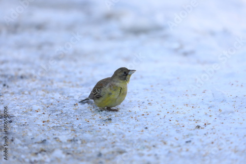 The black-headed bunting (Emberiza melanocephala) is a passerine bird in the bunting family Emberizidae. This photo was taken in Hokkaido, Japan.