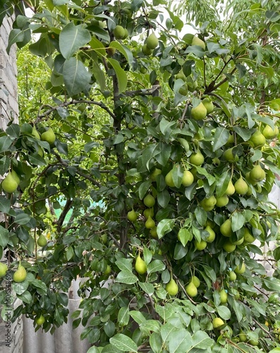 Pear tree laden with ripe green pears
