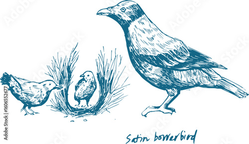 Blue ink drawing of Satin Bowerbird building its bower, vintage wildlife illustration of Australian bird with courtship display. 