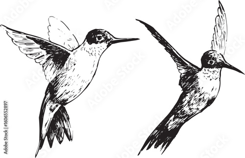 Detailed ink drawing of ruby-throated hummingbird in flight and perched. Ideal for nature sketchbooks, vintage bird art, pollinator illustrations, or educational science and biology materials.