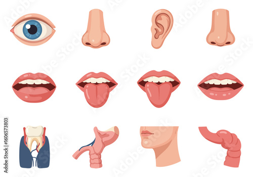 An arrangement of human body parts like the eye nose mouth and ear along with parts of the digestive and respiratory systems