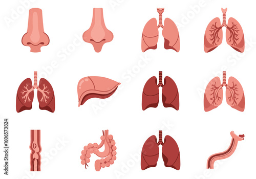 An array of anatomical illustrations including noses lungs liver intestines esophagus and stomach