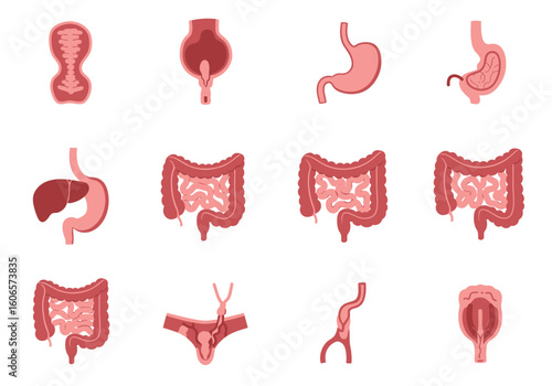 Anatomical chart showing various human organs including the stomach and intestines
