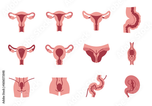 Anatomical diagrams of female reproductive systems and various human organs