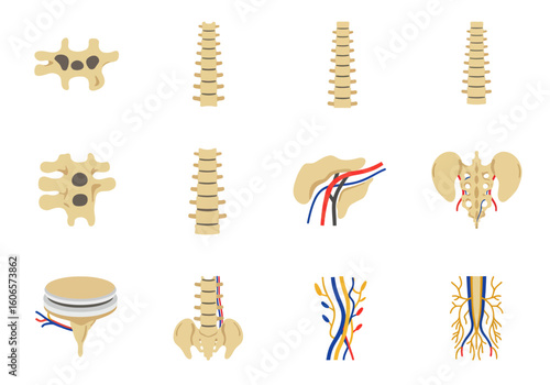 Anatomical drawings show spinal structures vertebrae and vascular systems in a medical context