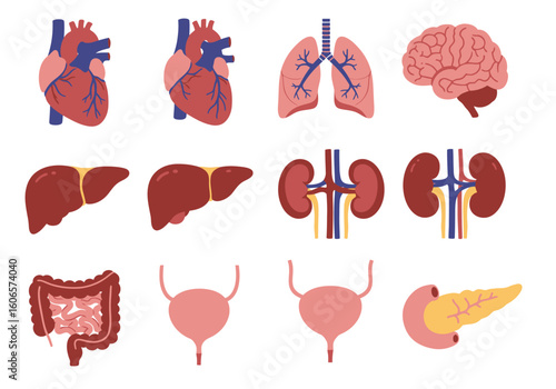 Displays various human internal organs heart lungs brain liver kidneys intestines bladder and pancreas