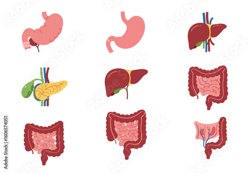 Collection of nine anatomically simple gastrointestinal system drawings in a 3x3 grid on white