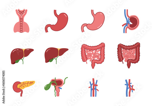 Graphic depictions of anatomical organs arranged in a grid on a white background