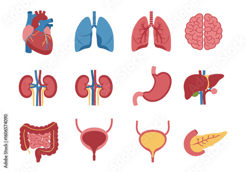 Graphic shows anatomical illustrations of human internal organs in a grid arrangement